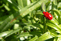 roter Käfer