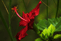 Hibiskus