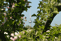Berliner Fernsehturm mit Blüten