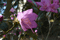 Gartenazalee