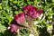 Blume_Alhambra