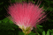 Blume_Frigiliana