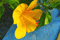 GelberHibiskus
