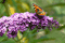 Sommerflieder