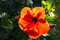 Blume_5