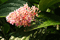 Blume_6