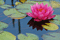 Seerose