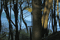 Im Wald vorm Königsstuhl